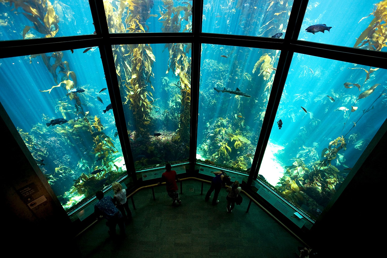 Os melhores aquários dos EUA 